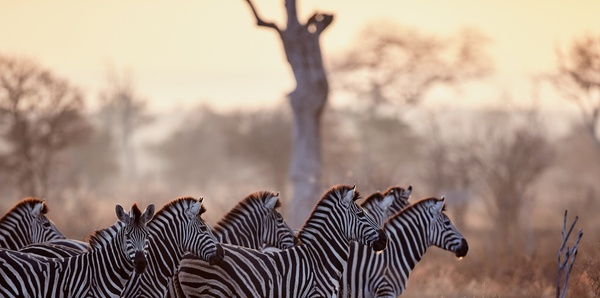 Burchell's zebra, South Africa